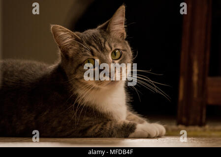 Eine inländische tabby Katze, eine verwöhnte indoor Cat, Lounges und sich um das Haus herum. Stockfoto