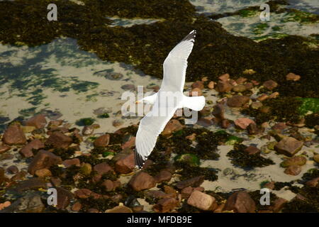 Silbermöwe flying low Stockfoto