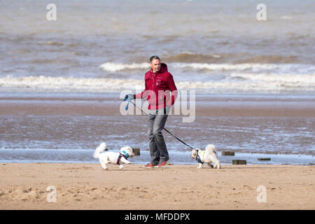 Kühlen windigen Wetter, Crosby, Merseyside. 25. April 2018. Einen kühlen und windigen Start in den Tag über den Nordwesten von England als Dog Walker Übungen seine geliebte Haustiere auf dem Sand Crosby Strand in Merseyside. Credit: cernan Elias/Alamy leben Nachrichten Stockfoto