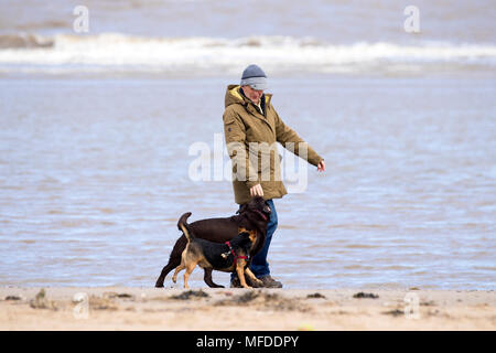 Kühlen windigen Wetter, Crosby, Merseyside. 25. April 2018. Einen kühlen und windigen Start in den Tag über den Nordwesten von England als Dog Walker Übungen seine geliebte Haustiere auf dem Sand Crosby Strand in Merseyside. Credit: cernan Elias/Alamy leben Nachrichten Stockfoto