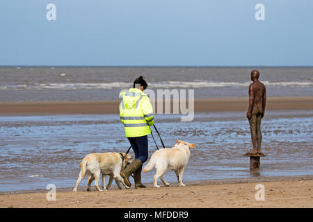 Kühlen windigen Wetter, Crosby, Merseyside. 25. April 2018. Einen kühlen und windigen Start in den Tag über den Nordwesten von England als Dog Walker Übungen ihre geliebten Haustiere auf dem Sand Crosby Strand in Merseyside. Credit: cernan Elias/Alamy leben Nachrichten Stockfoto