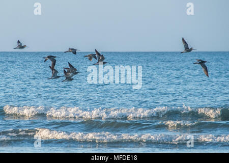 Langen Felsformation, in der Nähe von Marazion, Cornwall, UK. 25. April 2018. UK Wetter. Eine Herde (oder "schleudern") Der regenbrachvogel, der durch Cornwall im April und Mai, am Strand heute Morgen am langen Felsformation. Foto: Simon Maycock/Alamy leben Nachrichten Stockfoto