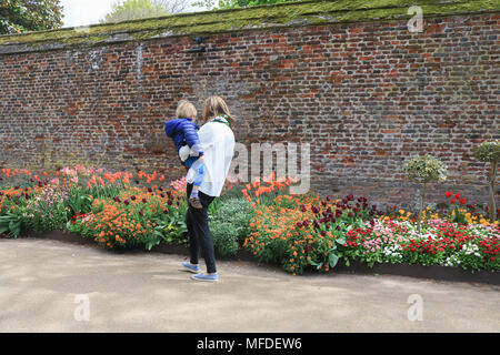 Hampton Court London UK. 25. April 2018. Besucher bewundern Sie die schönen Blumen in voller Blüte im Hampton Court Palace in der Sonne auf einer hellen Anfang zum Tag Kredit gebadet: Amer ghazzal/Alamy leben Nachrichten Stockfoto