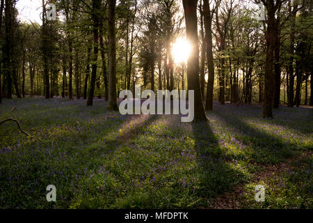 Groverly Woods Great Wishford Nr Salisbury. 25 Apr, 2018. UK Wetter Groverly Woods Great Wishford Nr Salisbury. Sehr üppigen bluebells in der untergehenden Sonne nach starkem Regen während des Tages. Credit Paul Chambers Alamy leben Nachrichten Stockfoto