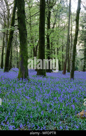 Groverly Woods Great Wishford Nr Salisbury. 25 Apr, 2018. UK Wetter Groverly Woods Great Wishford Nr Salisbury. Sehr üppigen bluebells in der untergehenden Sonne nach starkem Regen während des Tages. Credit Paul Chambers Alamy leben Nachrichten Stockfoto