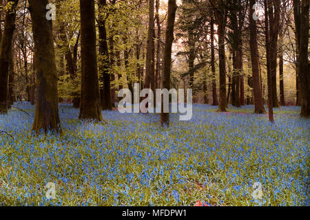 Groverly Woods Great Wishford Nr Salisbury. 25 Apr, 2018. UK Wetter Groverly Woods Great Wishford Nr Salisbury. Sehr üppigen bluebells in der untergehenden Sonne nach starkem Regen während des Tages. Credit Paul Chambers Alamy leben Nachrichten Stockfoto