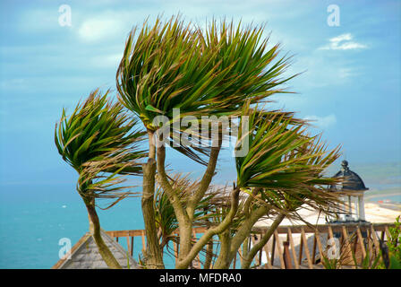 Portland. 25. April 2018. UK Wetter: Starke Winde Teig der Kohl Palmen in der warmen Sonne auf der Isle of Portland Coast Path Credit: stuart Hartmut Ost/Alamy leben Nachrichten Stockfoto