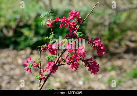 Ribes sanguineum Koja Blüte Johannisbeere Koja Stockfoto