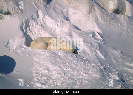 Eisbären im Schnee Höhle Ursus maritimus Zuflucht vor Wind Spitzbergen in der norwegischen Arktis Stockfoto