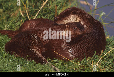 Fischotter weiblichen & junge Lutra lutra Tamar Otter Vertrauen, Cornwall, England. Stockfoto