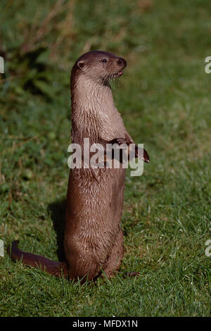 Fischotter Lutra lutra auf einen Blick auf der Hinterhand. Tamar Otter Vertrauen, Cornwall, England. Stockfoto