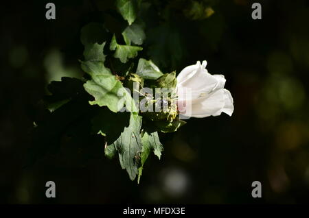 Biene auf Blüte Stockfoto