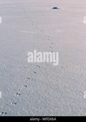 Europäische RED FOX Fußabdrücke im Schnee auf dem zugefrorenen See. Thursley Gemeinsame, Surrey, South East England ROTEN FUCHS VULPES VULPES Stockfoto