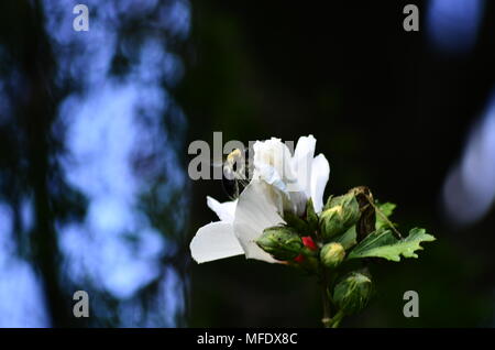 Biene auf Blume Stockfoto