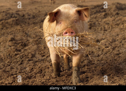 Ferkel mit Bissen von Stroh Plantage Schweine Ltd, Surrey, Südengland, Großbritannien Stockfoto