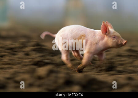 Ferkel freie Strecke, laufen Plantage Schweine Ltd, Surrey, South Eastern England Stockfoto