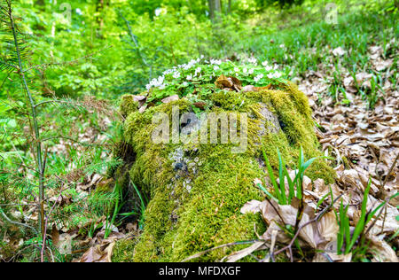 Moos und weißen Blüten im Pfälzer Wald im Frühling. Deutschland Stockfoto