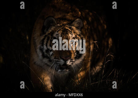 Sibirische Tiger Weibchen streifen durch das Gras/Panthera tigris altaica/Tiger auf der Jagd Stockfoto