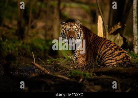 Sibirische Tiger Frauen sitzen im Wasser/Tiger im Wasser-/Panthera tigris altaica Stockfoto