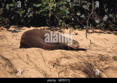 Riesenotter schlafend auf sandigen Ufer Pteronura brasiliensis Pantanal, Mato Grosso, Brasilien. Stockfoto