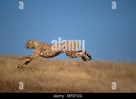 Gepard Acinonyx jubatus laufen Bild Reihenfolge: Nr. 4 von 4 komplette Sequenz ARO 3697 bis 3700 Stockfoto