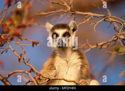 RING-TAILED LEMUR in Baum, Lemur catta Kopf detail. Berenty Reservat, Madgascar Stockfoto