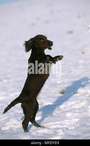 COCKER SPANIEL Welpen auf die Hinterbeine im Schnee Stockfoto