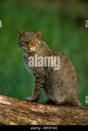 Schottische Wildkatze Felis sylvestris sitzen auf umgefallene Baum Stockfoto