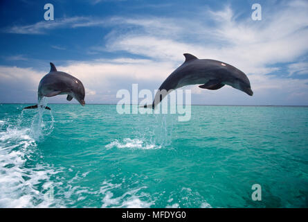 Zwei springende TÜMMLER Tursiops truncatus Karibik. Stockfoto