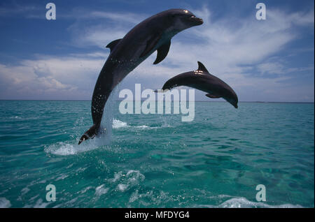 Zwei springende TÜMMLER Tursiops truncatus Karibik. Stockfoto