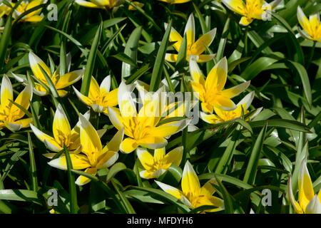 Tulipa tarda oder spät Tulip gelbe und weiße sternförmige Blüten Stockfoto