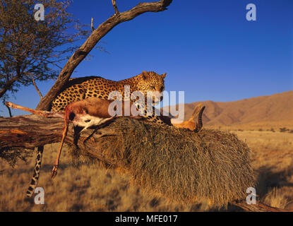 LEOPARD Panthera pardus Essen Springbok töten, Baum, Namibia Stockfoto