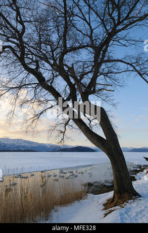 Baum im Winter, und singschwänen; See Kussharo, Hokkaido, Japan. Stockfoto