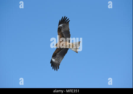 Schwarz-eared Kite, MILVUS MIGRANS lineatus, Hokkaido, Japan. Stockfoto