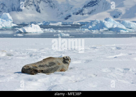 Weddell Dichtung auf Eis, Leptonychotes weddellii; Paradise Bay, Antarktische Halbinsel, Antarktis. Stockfoto