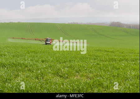 Erntegut Spritzen mit Düngemitteln, Insektiziden auf großen rollenden Feld mit Getreide im Frühling am Fuß der Norden dämmert Chalk land Traktor montiert Spray Stockfoto