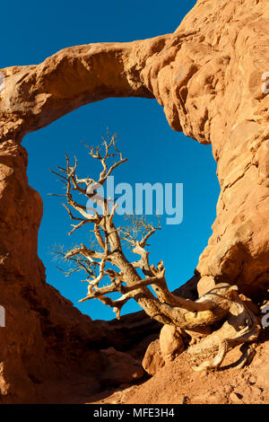 Ein toter Wacholder vor Turret Arch; Arches National Park, Utah. Stockfoto