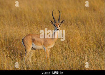 Die männlichen Grant Gazellen, Nanger granti; Masai Mara, Kenia. Stockfoto