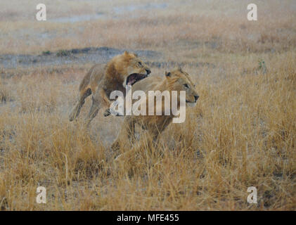 Männliche afrikanischen Löwen spielen, in schweren Regenguß, Panthera leo, Masai Mara, Kenia. Stockfoto