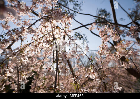 Hintergrundbeleuchtung Schneefall flowering cherry tree mit Sonnenschein, die blühen Blumen Leuchten gegen späten Frühling Sonne Sonne Stockfoto