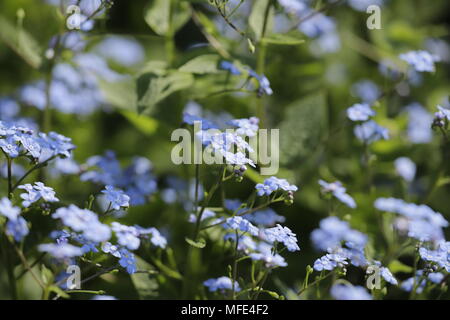 Blaue vergiss mich nicht Blumen Stockfoto