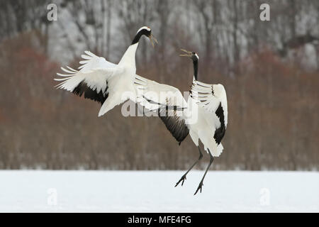 Rot - gekrönte Kraniche, Grus japonensis tanzen Anzeige; Hokkaido, Japan. Stockfoto