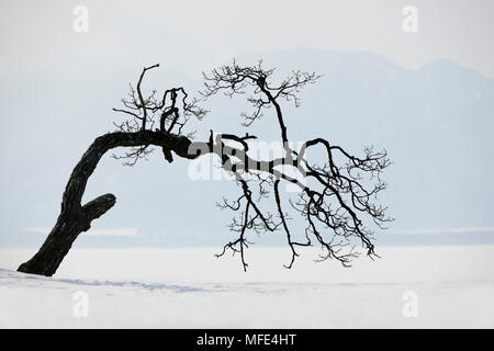 Verzerrte Baum entlang des Lake Shore; See Kussharo, Hokkaido, Japan. Stockfoto