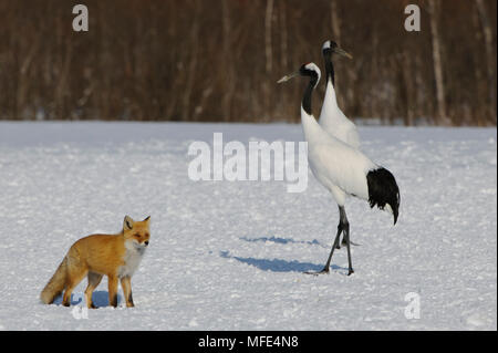 Eine japanische Red Fox, Vulpes vulpes japonica, Spaziergänge hinter ein paar rote - gekrönte Kraniche, Grus japonensis, Hokkaido, Japan. Stockfoto