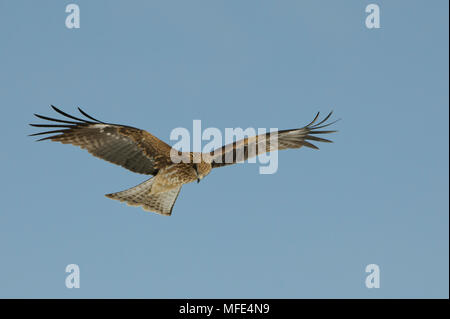 Schwarz-eared Kite, MILVUS MIGRANS lineatus, Hokkaido, Japan. Stockfoto