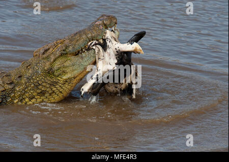 Eine Nil Krokodil mit einem Gnus Schädel, in der Mara River - Masai Mara, Kenia. Stockfoto