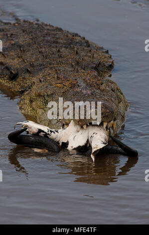 Eine Nil Krokodil mit einem Gnus Schädel, in der Mara River - Masai Mara, Kenia. Stockfoto