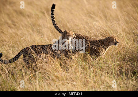 Zwei junge geparden einander jagen in Spielen; Acinonyx jubatus; Masai Mara, Kenia. Stockfoto