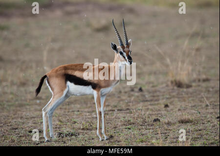 Männliche Thompson's Gazelle bei leichtem Regen; Gazella thomsonii, Masai Mara, Kenia. Stockfoto