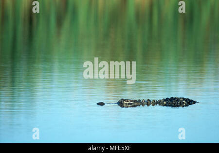 AMERICAN ALLIGATOR Alligator mississipiensis fast Eingetaucht in Wasser November Florida, South East USA Stockfoto